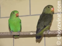 Agapornis etiopský (Taranta)